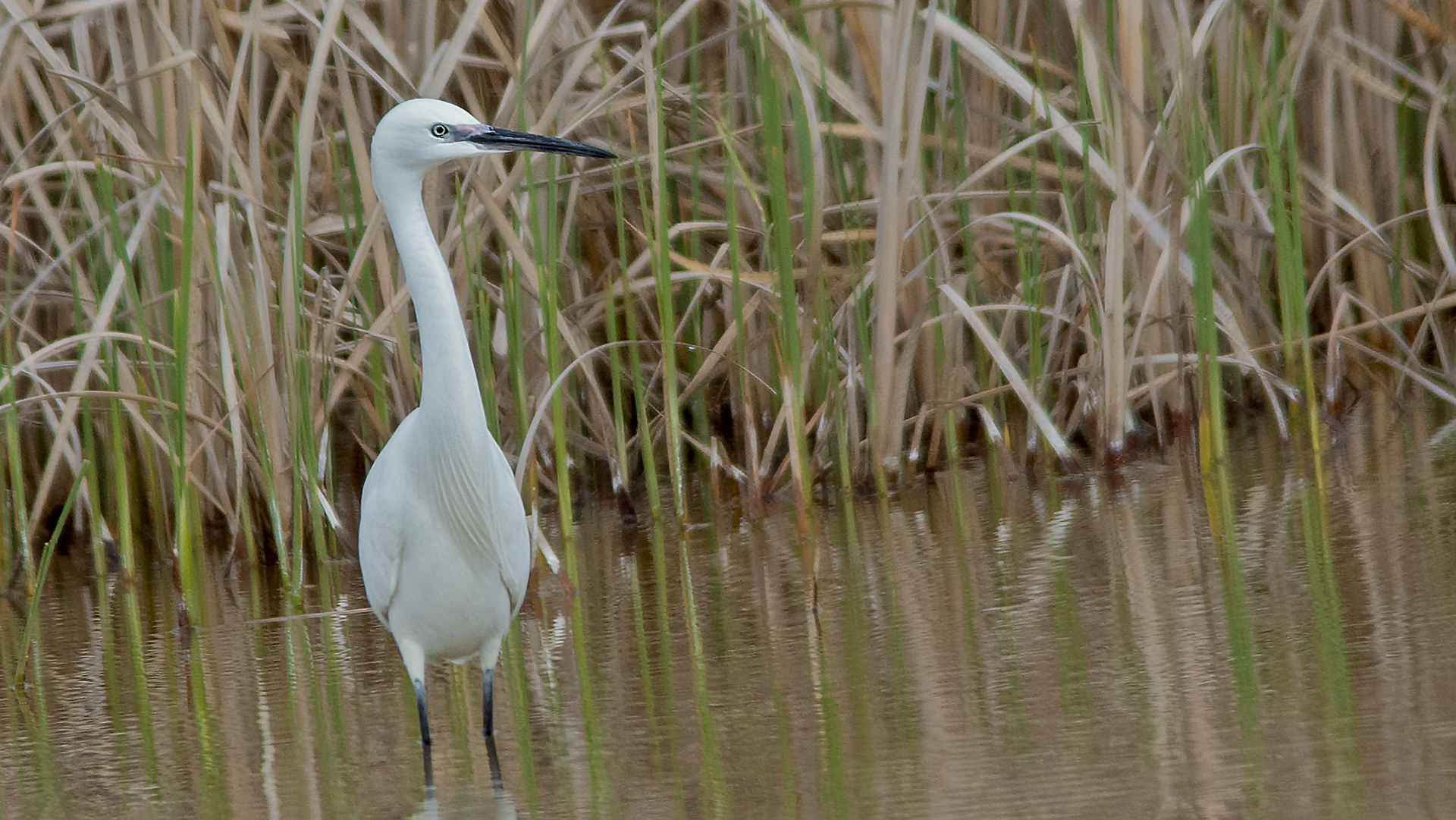 Little Egret